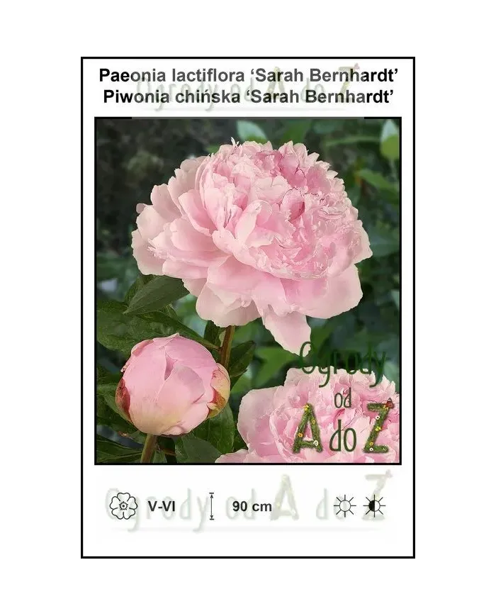 Paeonia-lactiflora-Sarah-Bernhardt.jpg Paeonia-lactiflora-Sarah-Bernhardt.jpg