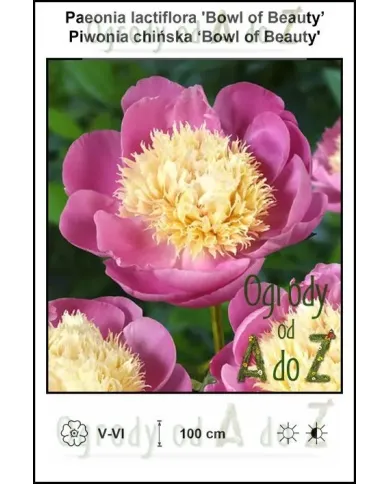Paeonia-lactiflora-Bowl-of-Beauty.jpg Paeonia-lactiflora-Bowl-of-Beauty.jpg