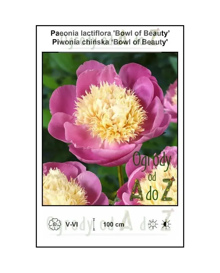 Paeonia-lactiflora-Bowl-of-Beauty.jpg