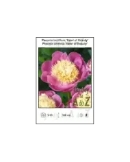 Paeonia-lactiflora-Bowl-of-Beauty.jpg