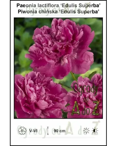 Paeonia-lactiflora-Edulis-Superba.jpg Paeonia-lactiflora-Edulis-Superba.jpg