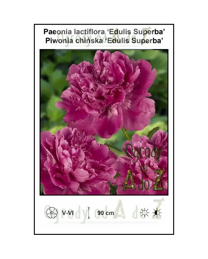 Paeonia-lactiflora-Edulis-Superba.jpg Paeonia-lactiflora-Edulis-Superba.jpg