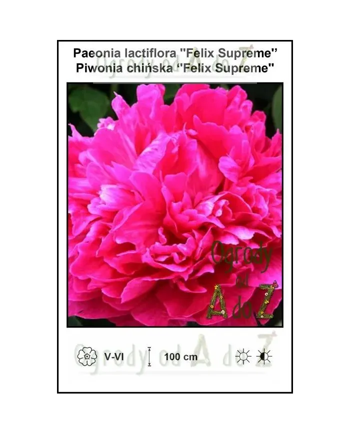 Paeonia-lactiflora-Felix-Supreme.jpg Paeonia-lactiflora-Felix-Supreme.jpg
