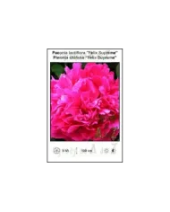 Paeonia-lactiflora-Felix-Supreme.jpg Paeonia-lactiflora-Felix-Supreme.jpg