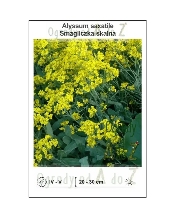 Alyssum-saxatile.jpg