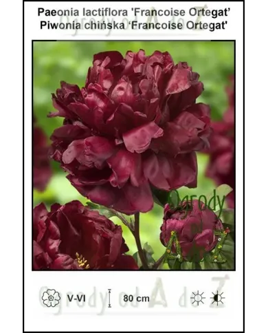 Paeonia-lactiflora-Francoise-Ortegat.jpg