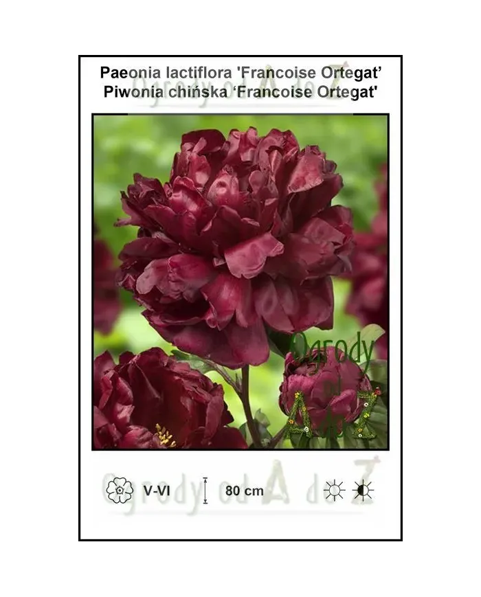 Paeonia-lactiflora-Francoise-Ortegat.jpg Paeonia-lactiflora-Francoise-Ortegat.jpg