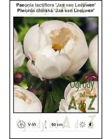 Paeonia-lactiflora-Jan-van-Leeuwen.jpg