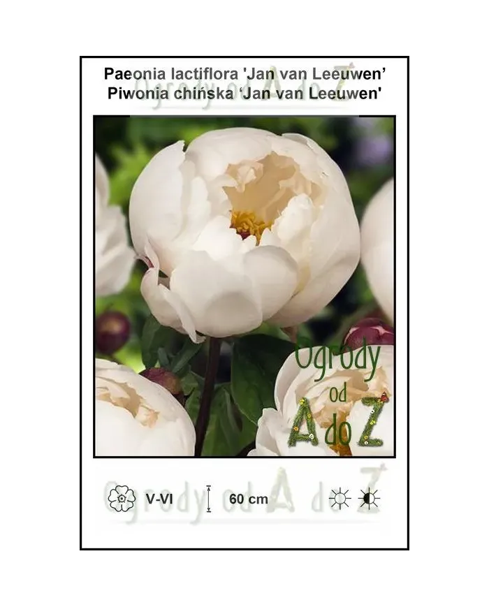 Paeonia-lactiflora-Jan-van-Leeuwen.jpg