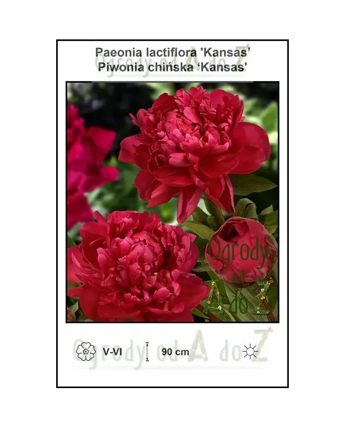 Paeonia-lactiflora-Kansas.jpg
