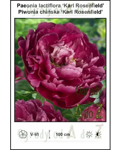 Paeonia-lactiflora-Karl-Rosenfield.jpg