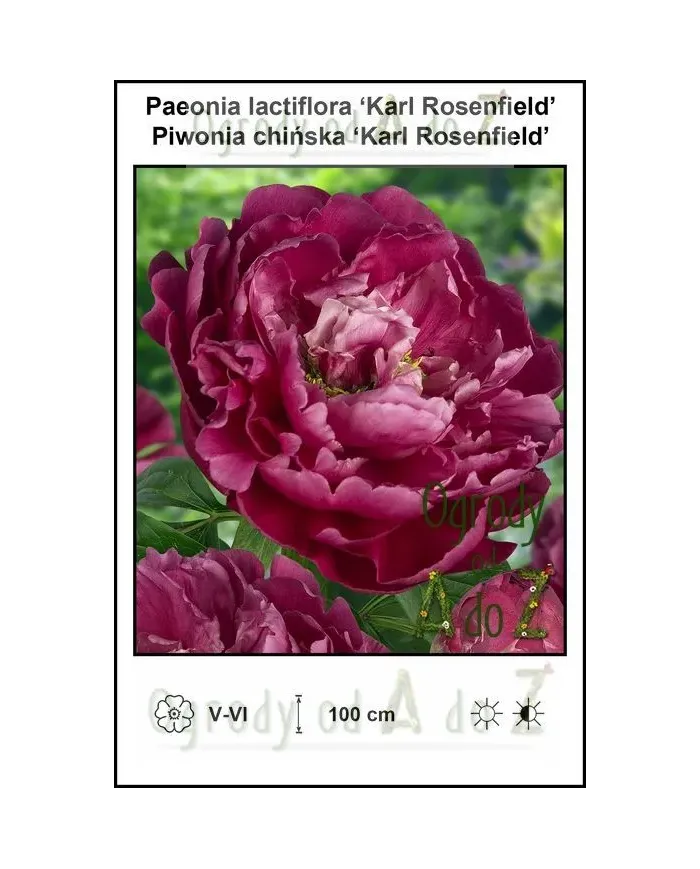 Paeonia-lactiflora-Karl-Rosenfield.jpg Paeonia-lactiflora-Karl-Rosenfield.jpg