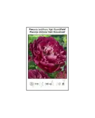 Paeonia-lactiflora-Karl-Rosenfield.jpg