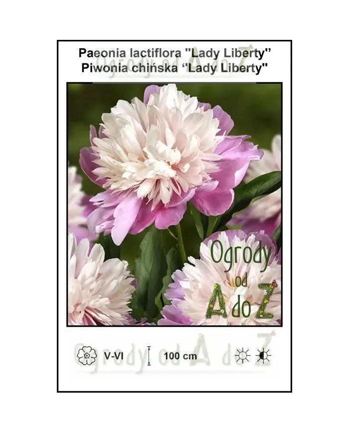 Paeonia-lactiflora-Lady-Liberty.jpg Paeonia-lactiflora-Lady-Liberty.jpg