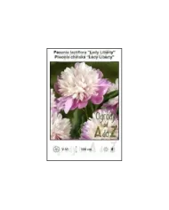 Paeonia-lactiflora-Lady-Liberty.jpg Paeonia-lactiflora-Lady-Liberty.jpg