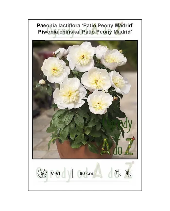 Paeonia-lactiflora-Patio-Peony-Madrid.jpg Paeonia-lactiflora-Patio-Peony-Madrid.jpg