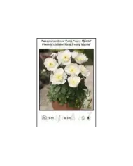 Paeonia-lactiflora-Patio-Peony-Madrid.jpg Paeonia-lactiflora-Patio-Peony-Madrid.jpg