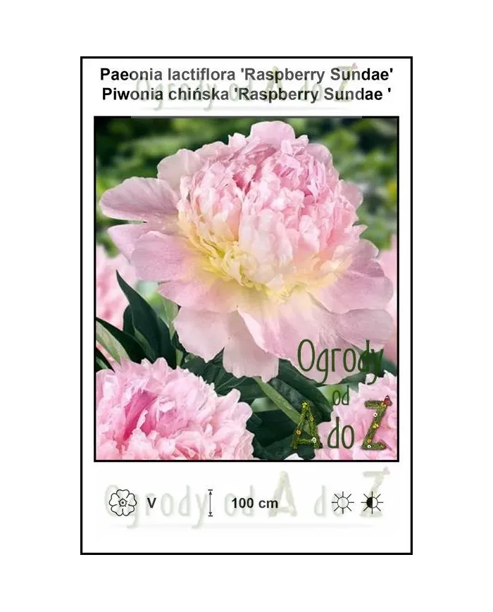 Paeonia-lactiflora-Raspberry-Sundae.jpg Paeonia-lactiflora-Raspberry-Sundae.jpg