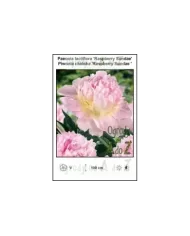 Paeonia-lactiflora-Raspberry-Sundae.jpg Paeonia-lactiflora-Raspberry-Sundae.jpg