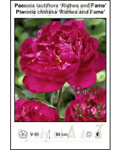 Paeonia-lactiflora-Riches-and-Fame.jpg