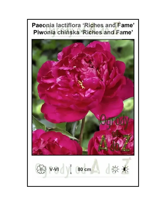 Paeonia-lactiflora-Riches-and-Fame.jpg Paeonia-lactiflora-Riches-and-Fame.jpg