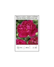 Paeonia-lactiflora-Riches-and-Fame.jpg Paeonia-lactiflora-Riches-and-Fame.jpg