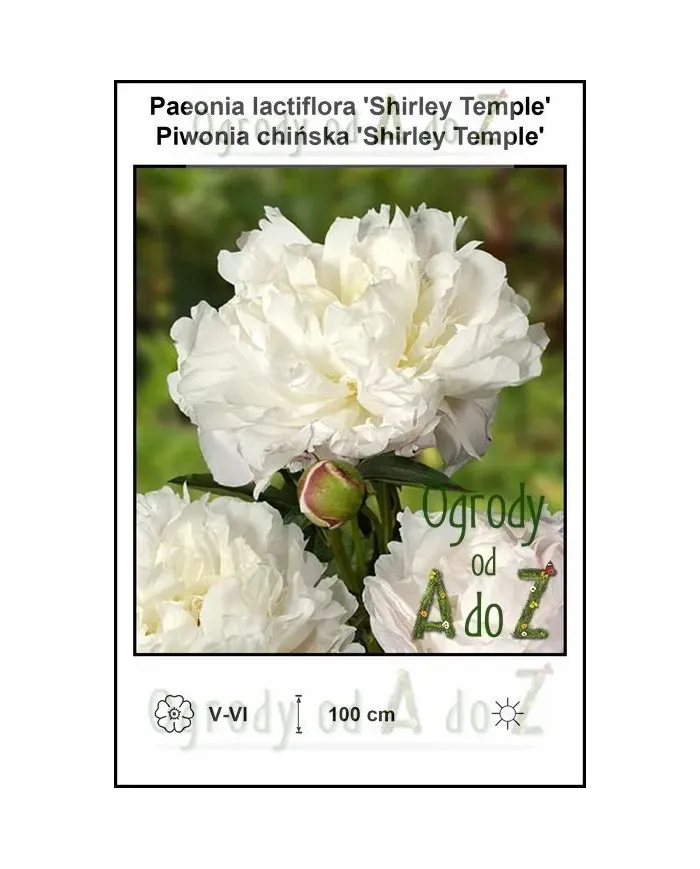 Paeonia-lactiflora-Shirley-Temple.jpg Paeonia-lactiflora-Shirley-Temple.jpg