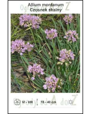 Allium-montanum.jpg