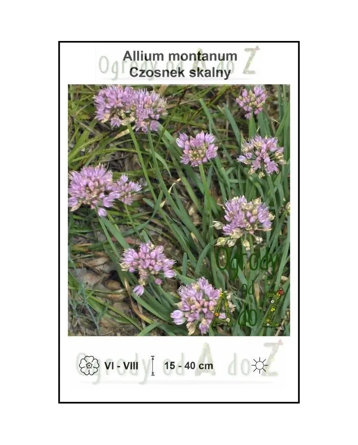 Allium-montanum.jpg