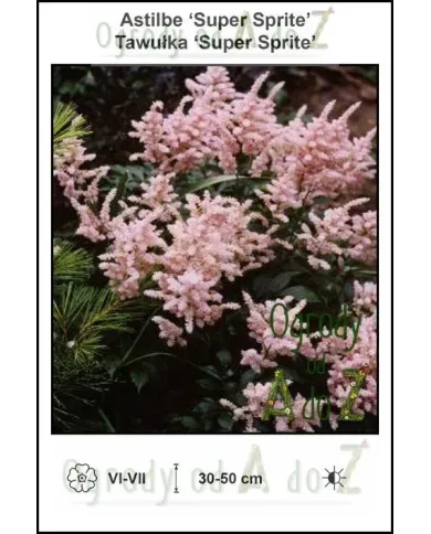 Astilbe-Super-Sprite.jpg