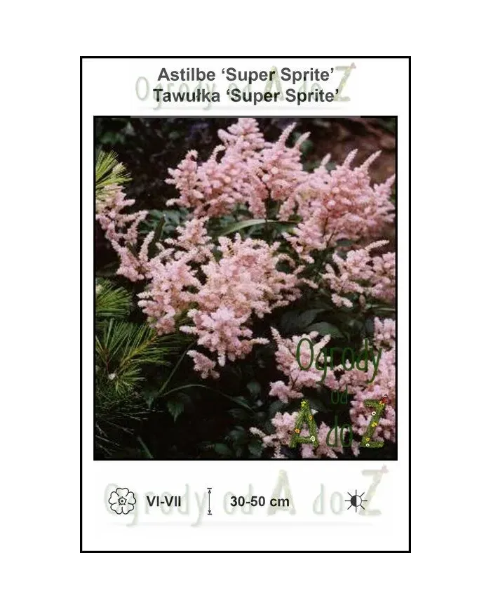 Astilbe-Super-Sprite.jpg