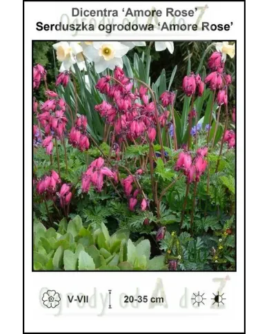 Dicentra-Amore-Rose.jpg
