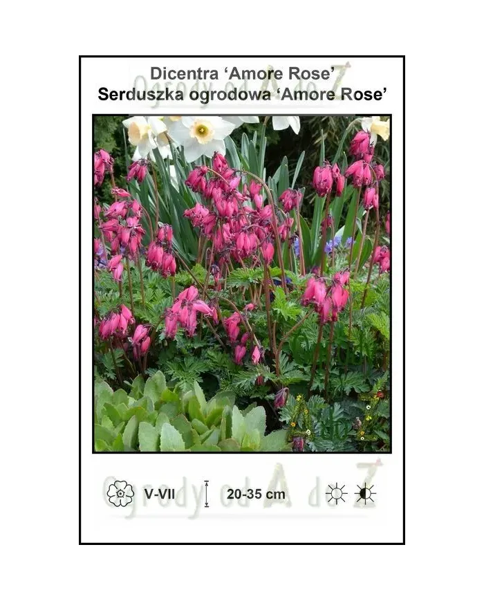 Dicentra-Amore-Rose.jpg