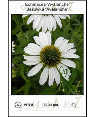 Echinacea-Avalanche.jpg Echinacea-Avalanche.jpg