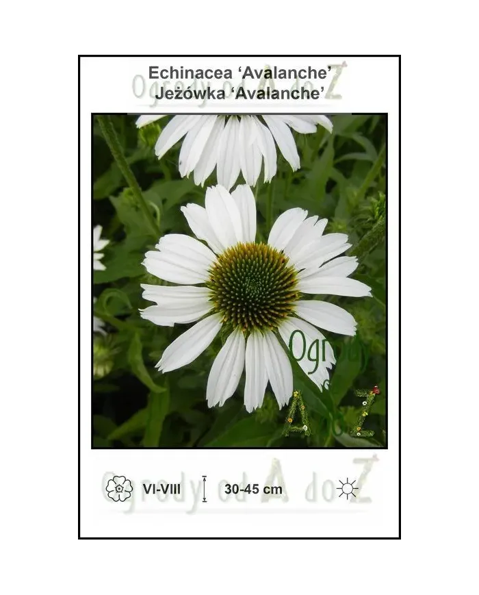 Echinacea-Avalanche.jpg