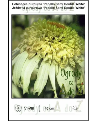 Echinacea-purpurea-Papallo-Semi-Double-White.jpg Echinacea-purpurea-Papallo-Semi-Double-White.jpg
