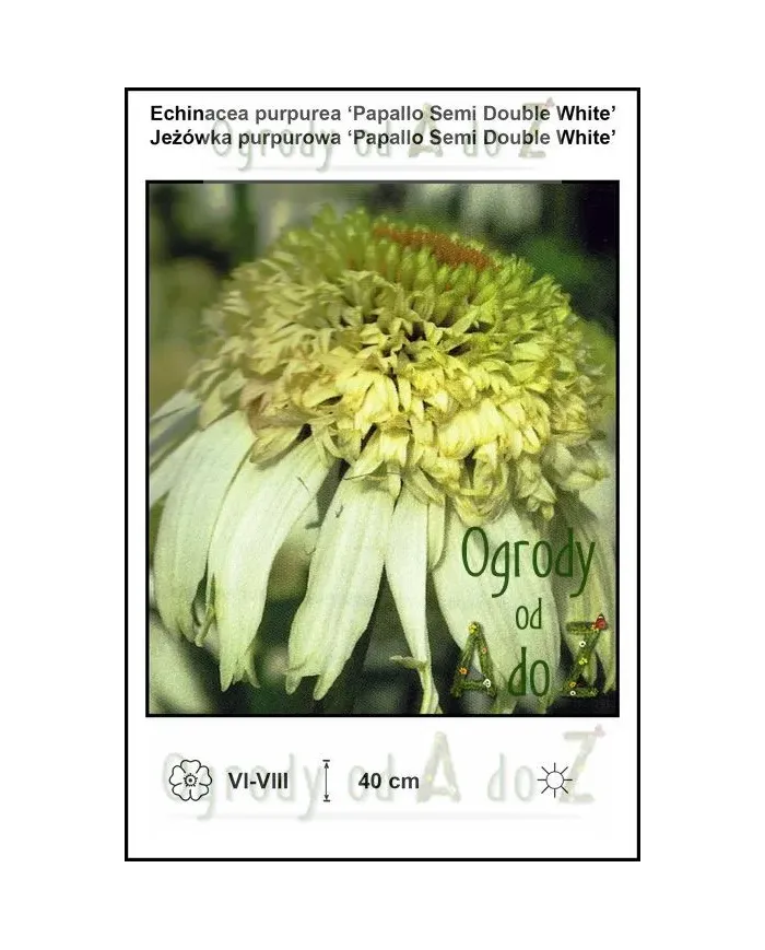 Echinacea-purpurea-Papallo-Semi-Double-White.jpg