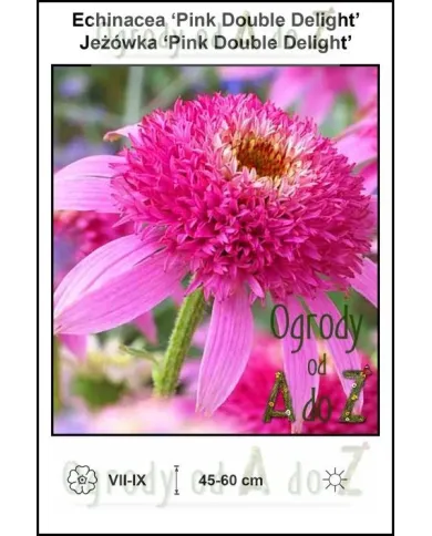 Echinacea-Pink-Double-Delight.jpg Echinacea-Pink-Double-Delight.jpg