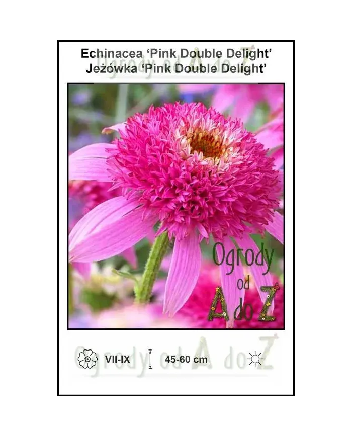 Echinacea-Pink-Double-Delight.jpg