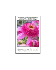 Echinacea-Pink-Double-Delight.jpg