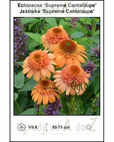 Echinacea-Supreme-Cantaloupe.jpg Echinacea-Supreme-Cantaloupe.jpg