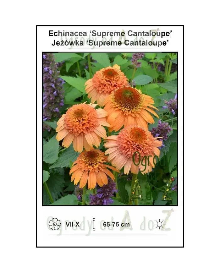 Echinacea-Supreme-Cantaloupe.jpg