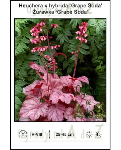 Heuchera-x-hybrida-Grape-Soda.jpg Heuchera-x-hybrida-Grape-Soda.jpg