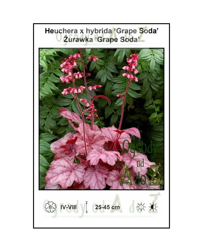 Heuchera-x-hybrida-Grape-Soda.jpg
