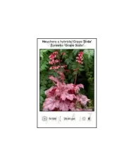 Heuchera-x-hybrida-Grape-Soda.jpg