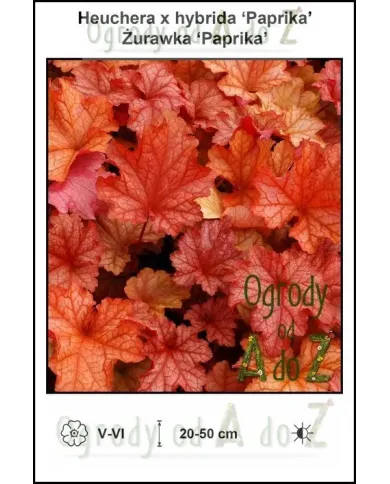 Heuchera-x-hybrida-Paprika.jpg Heuchera-x-hybrida-Paprika.jpg