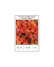 Heuchera-x-hybrida-Paprika.jpg