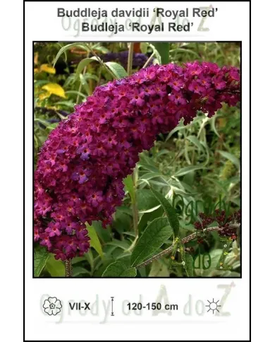 Buddleja-davidii-Royal-Red.jpg