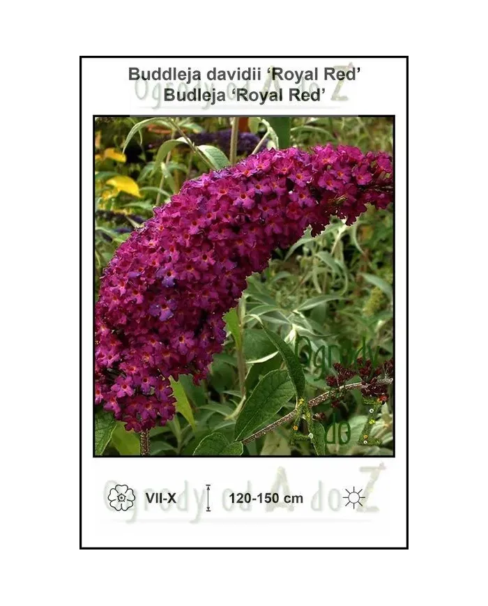 Buddleja-davidii-Royal-Red.jpg