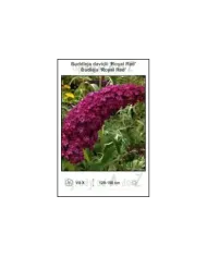 Buddleja-davidii-Royal-Red.jpg